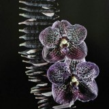 插花花艺作品选—九