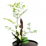 《疑是玉人来》作者：郁泓