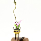 《一念起》作者：郁泓