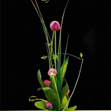 《菩提偈》作者：郁泓