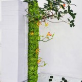 《绿都水韵》作者：郁泓