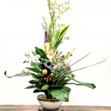 《漫卷诗书》作者：郁泓