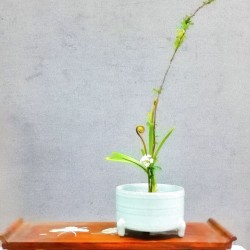 《长生》作者：郁泓